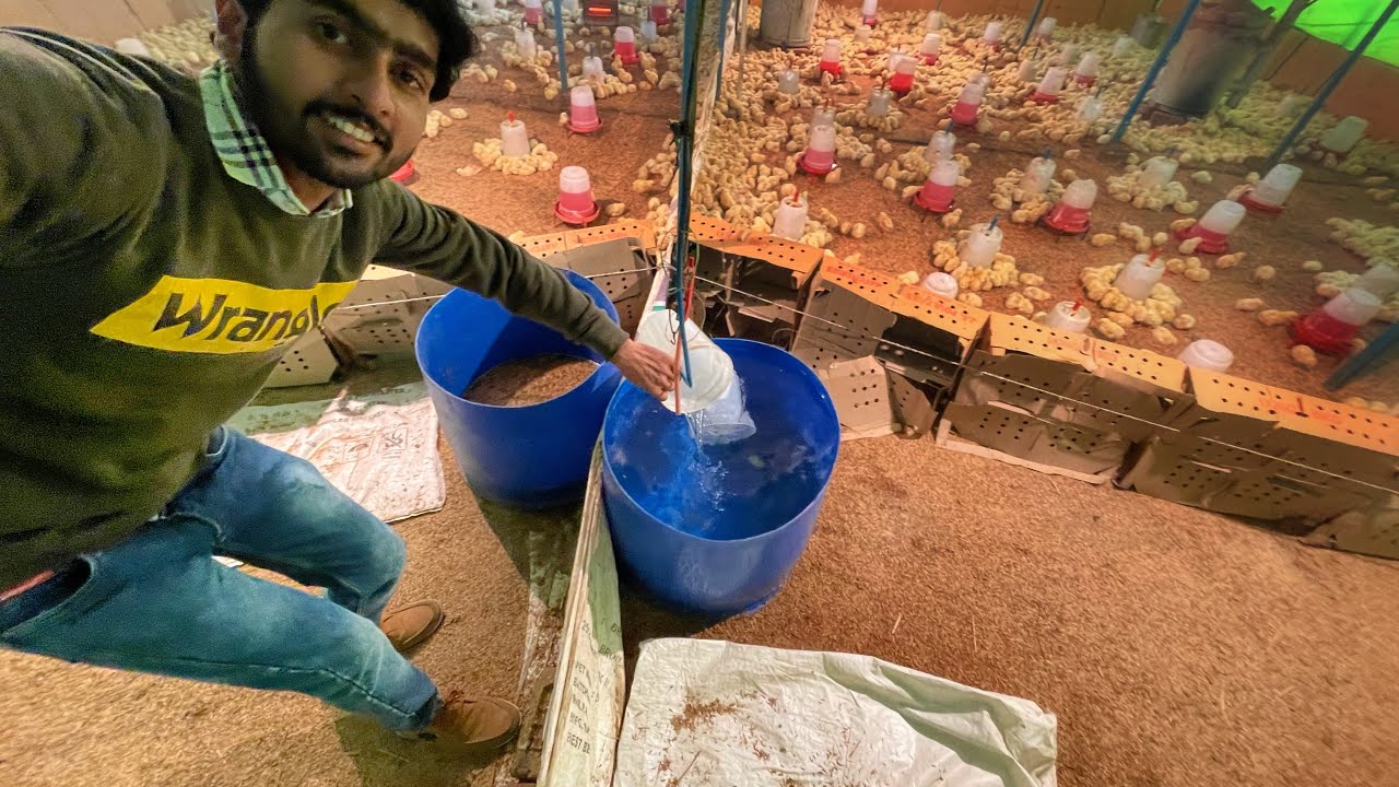 Poultry farm management in cold weather