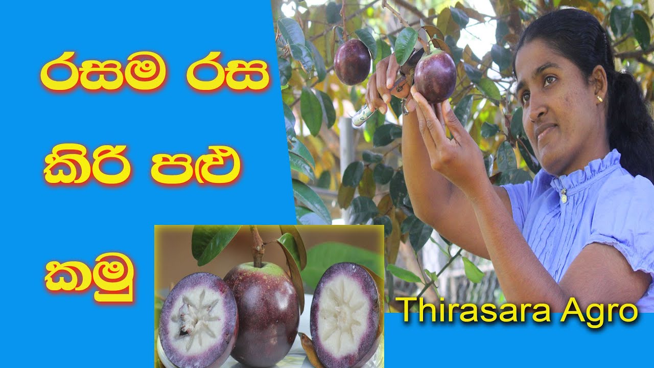 Star Apple is Sri Lankan Rare Fruit  කිරි පළු  kiri palu