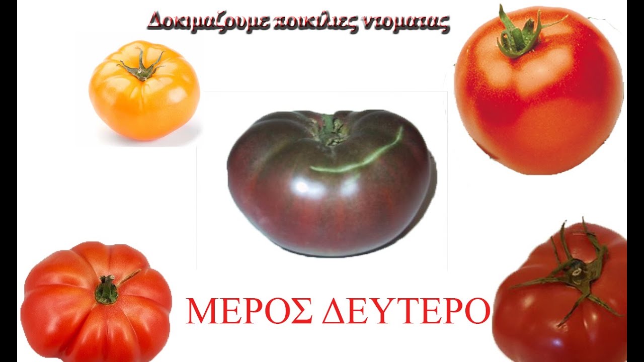 Δοκιμαζουμε παραδοσιακες ποικιλιες ντοματας - Μερος δευτερο