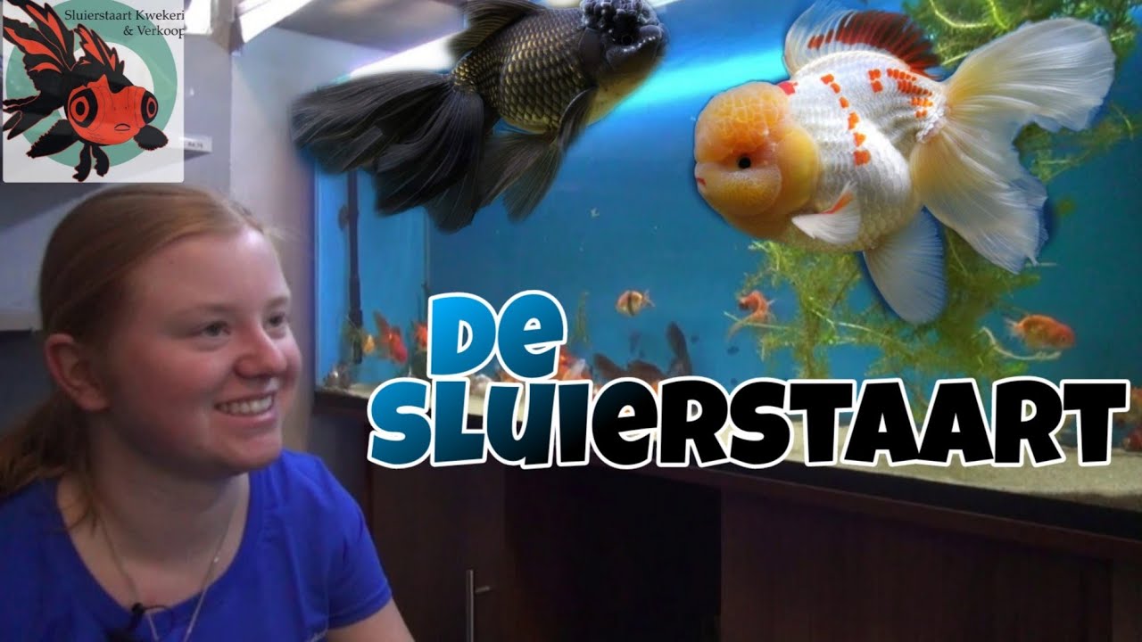 Hoe SLUIERSTAART GOUDVISSEN houden?  //Nickey//