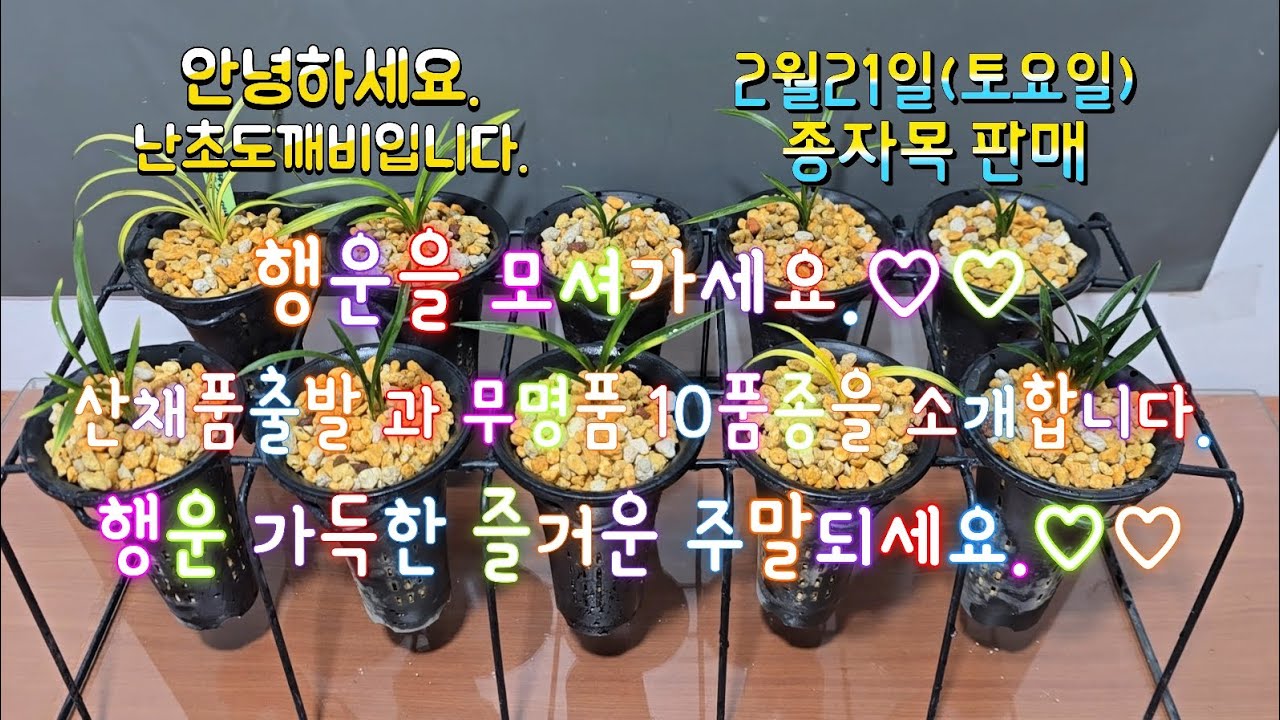 2월21일(토요일)산채품출발 과 무명품 10품종을 소개합니다.4k