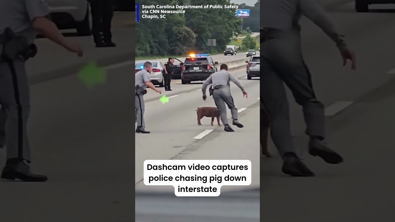 Pig Chase