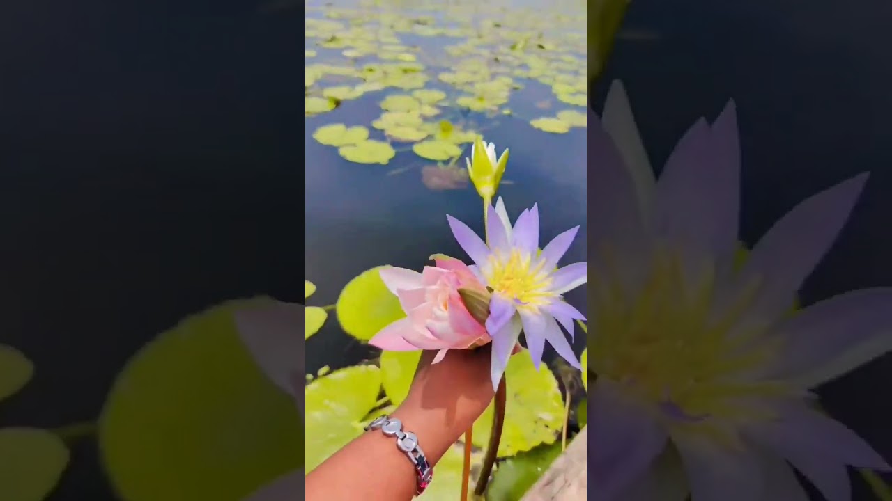 Kondakarla Ava|Fresh Water Lake|Telugu|