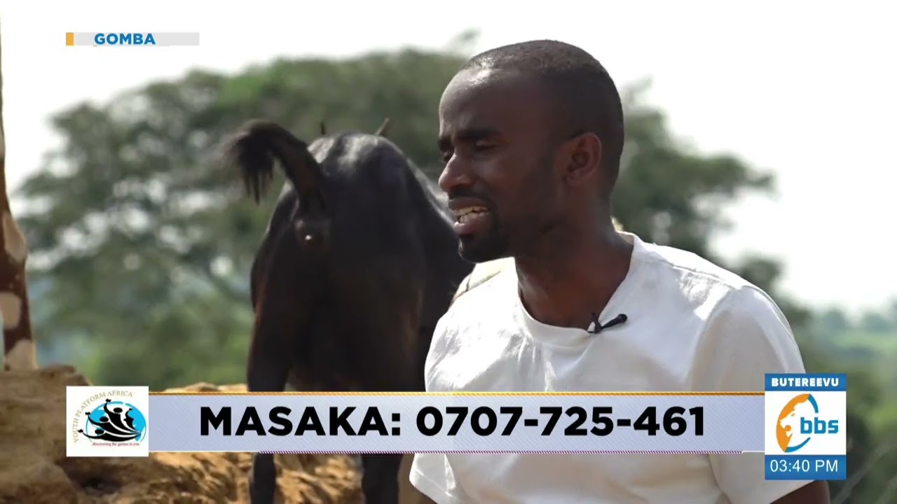 Enjawulo y'omutindo gw'embuzi za YPA ku mbuzi endala #Olutindo