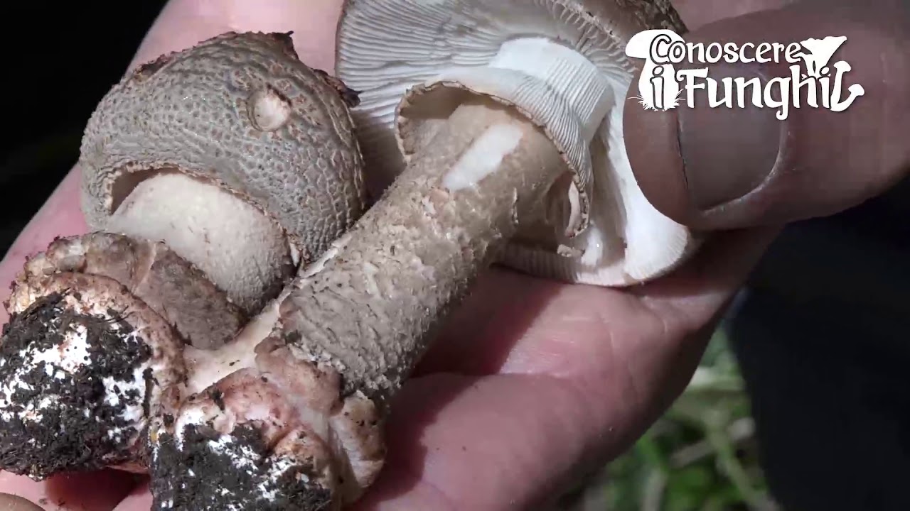 Conoscere i funghi - Amanita rubescens
