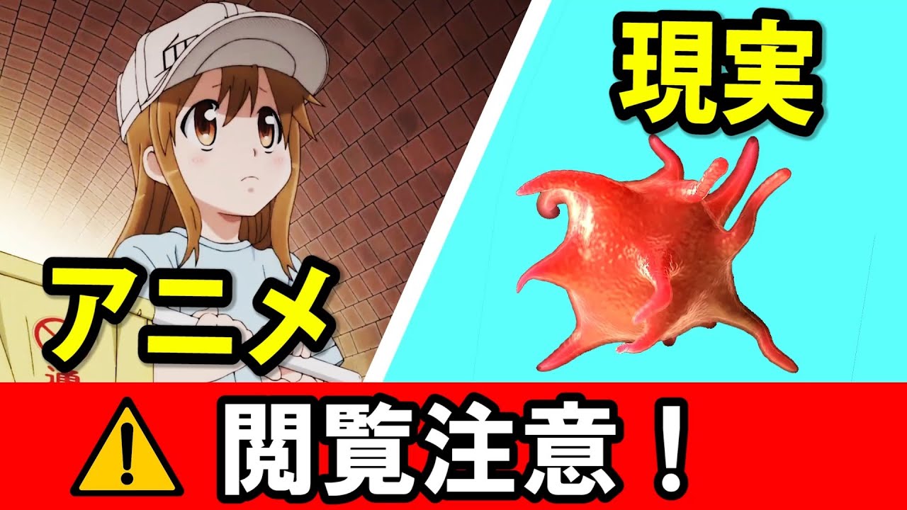 Cells at Work! Сравните аниме и реальность