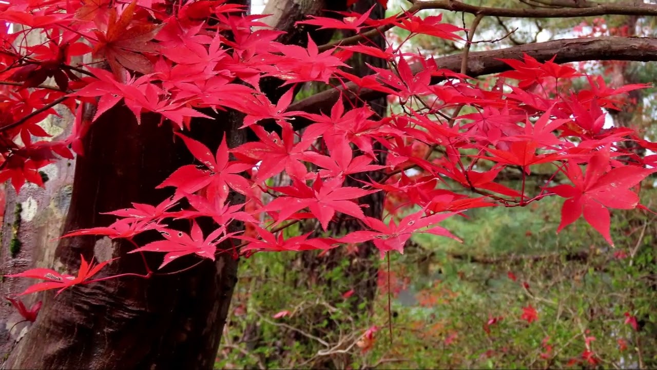 松籟閣と和風庭園（国指定重要文化財）