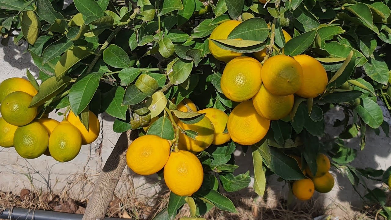 أفضل وأسهل طريقة لحماية الشجرة من خطر الصقيع