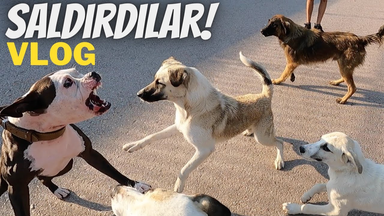 American Staff Tatil Vlog Saldırıya Uğradık