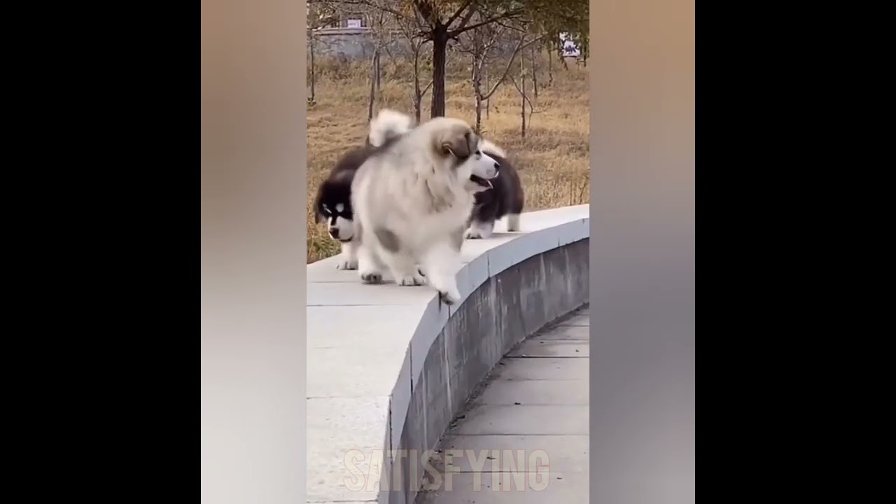 Satisfying............. Animals That Makes You Calm Original Satisfying Videos PART -3