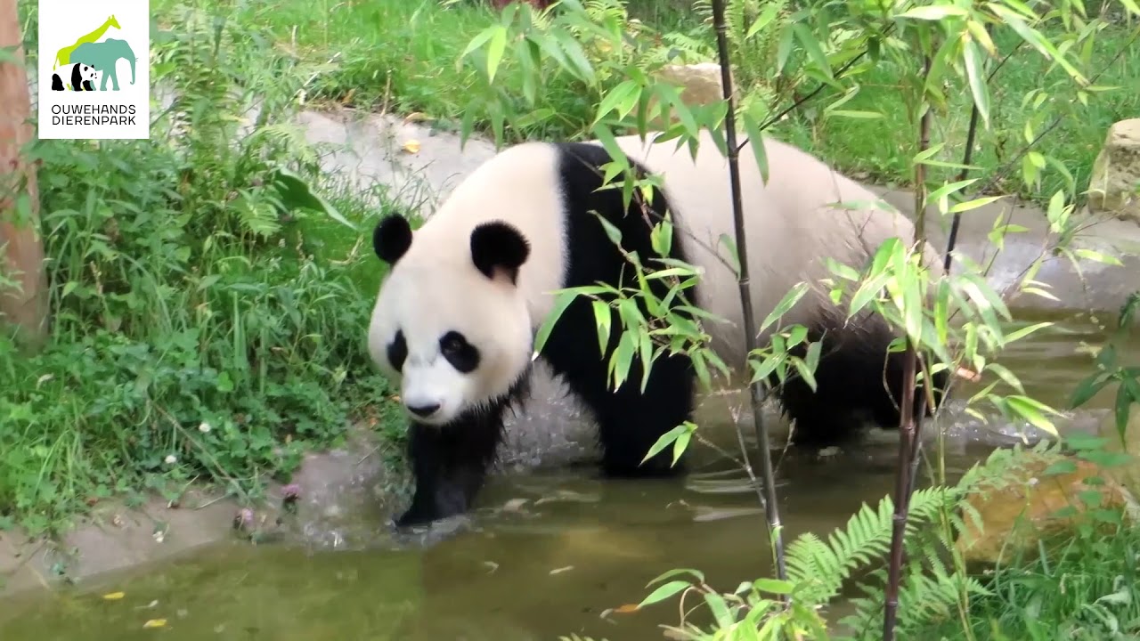 De reuzenpanda's in Nederland!