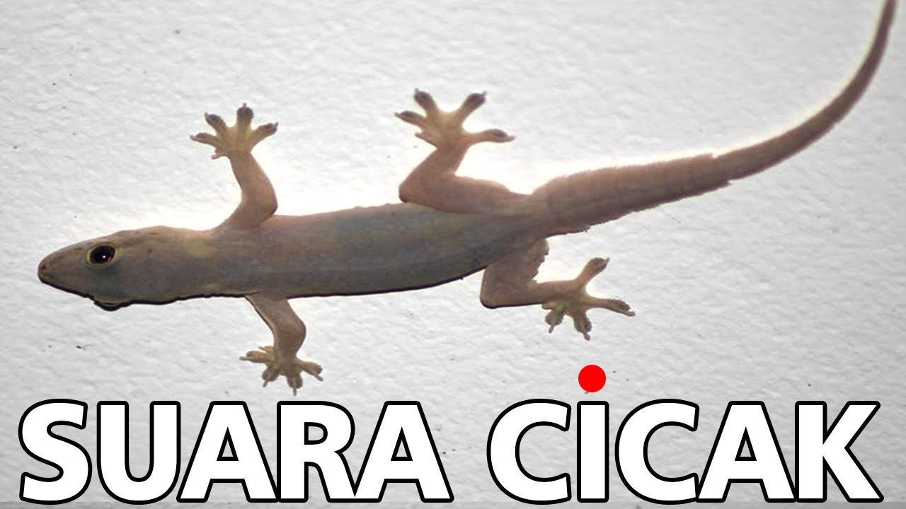 Suara Cicak di malam hari