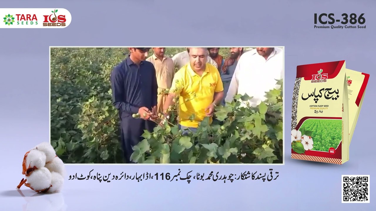 Tara Seeds | Cotton | ICS386 | Triple Gene | Tara Group | Premium Quality | ICS Seeds |  Testimonial