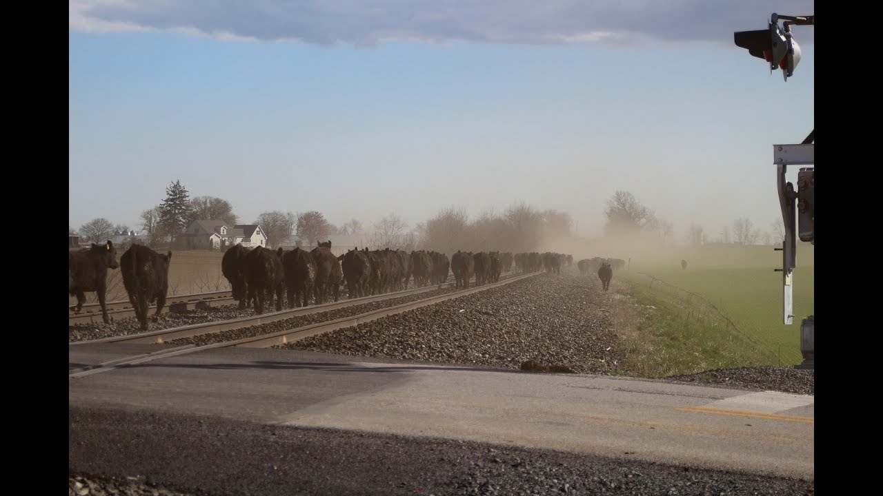 Cow herding across the NS Lurgan Branch