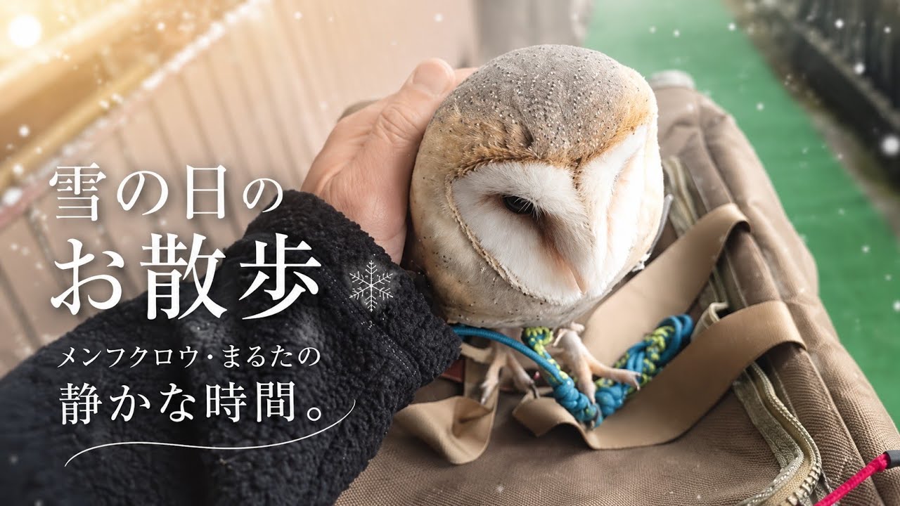 「雪の日のお散歩｜メンフクロウ・まるたの静かな時間」