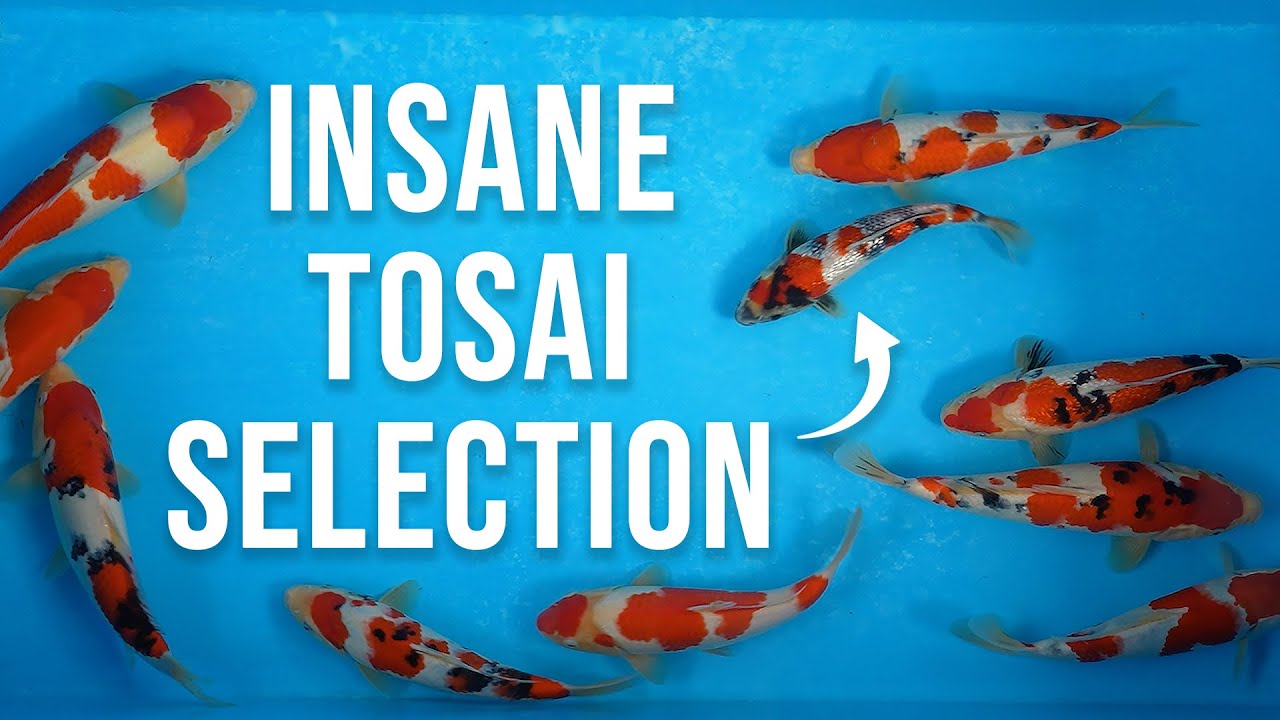 Momotaro, Sakai, Marudo, Taniguchi, Beppu it's all in there! | Koi Selection Tips