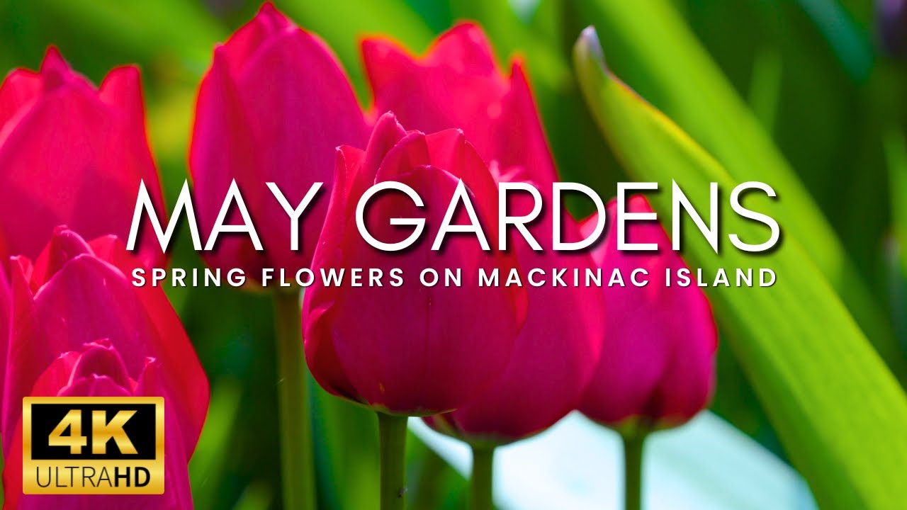 Mackinac Island in May | Spring Flowers and Beautiful Gardens with Peaceful Music for Relaxing