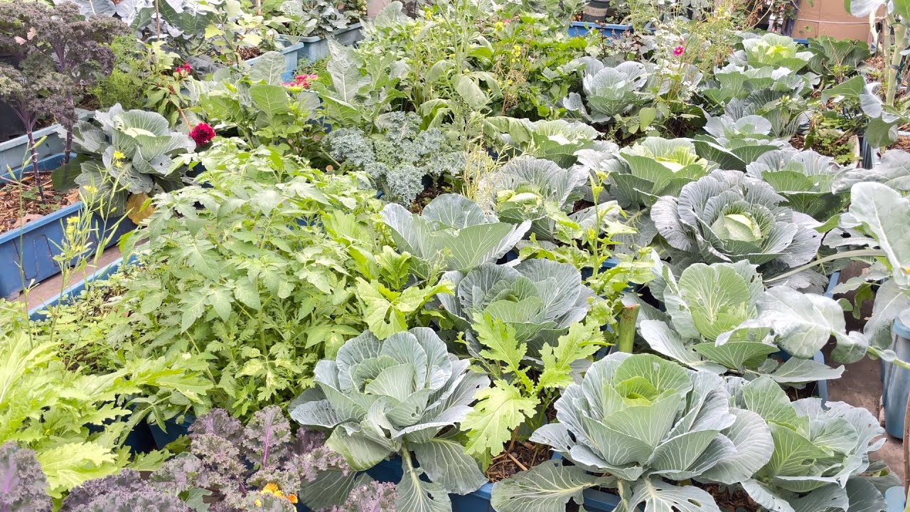 Vườn rau sân thượng sau tết nguyên đán 2026