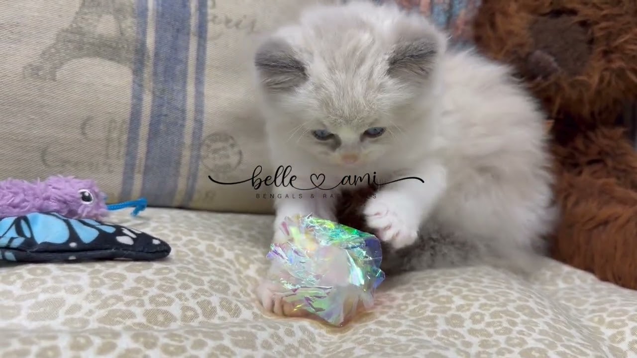 Blossom - female ragdoll kitten