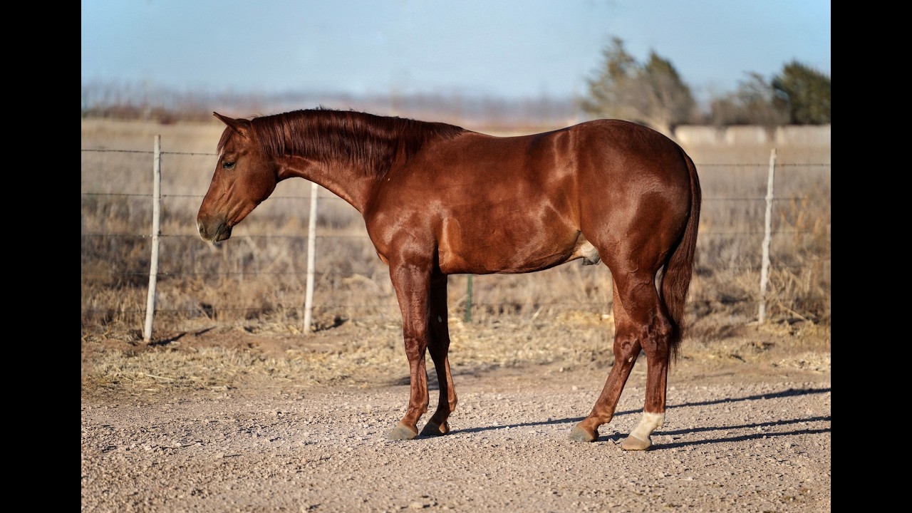 (Gracious Cuttin Cat) Gentle, talented, full made colt that's ready to go make a rope horse!