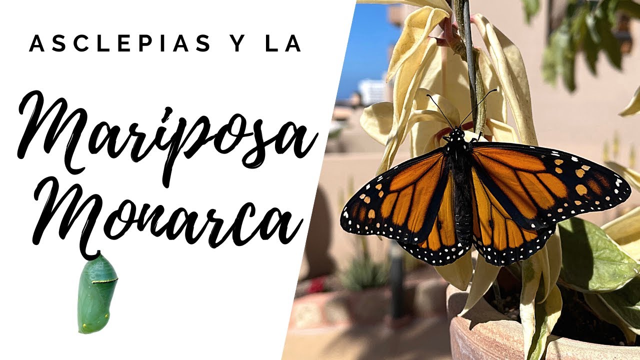 La Mariposa MONARCA: su ciclo completo y la planta que lo hace posible