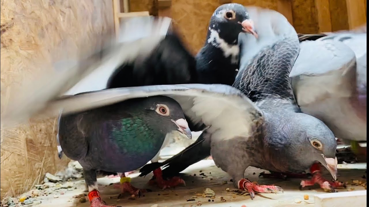 Fun with 2021 racing pigeons! | open loft for young birds