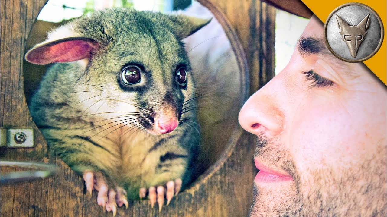 World's Cutest Possum!