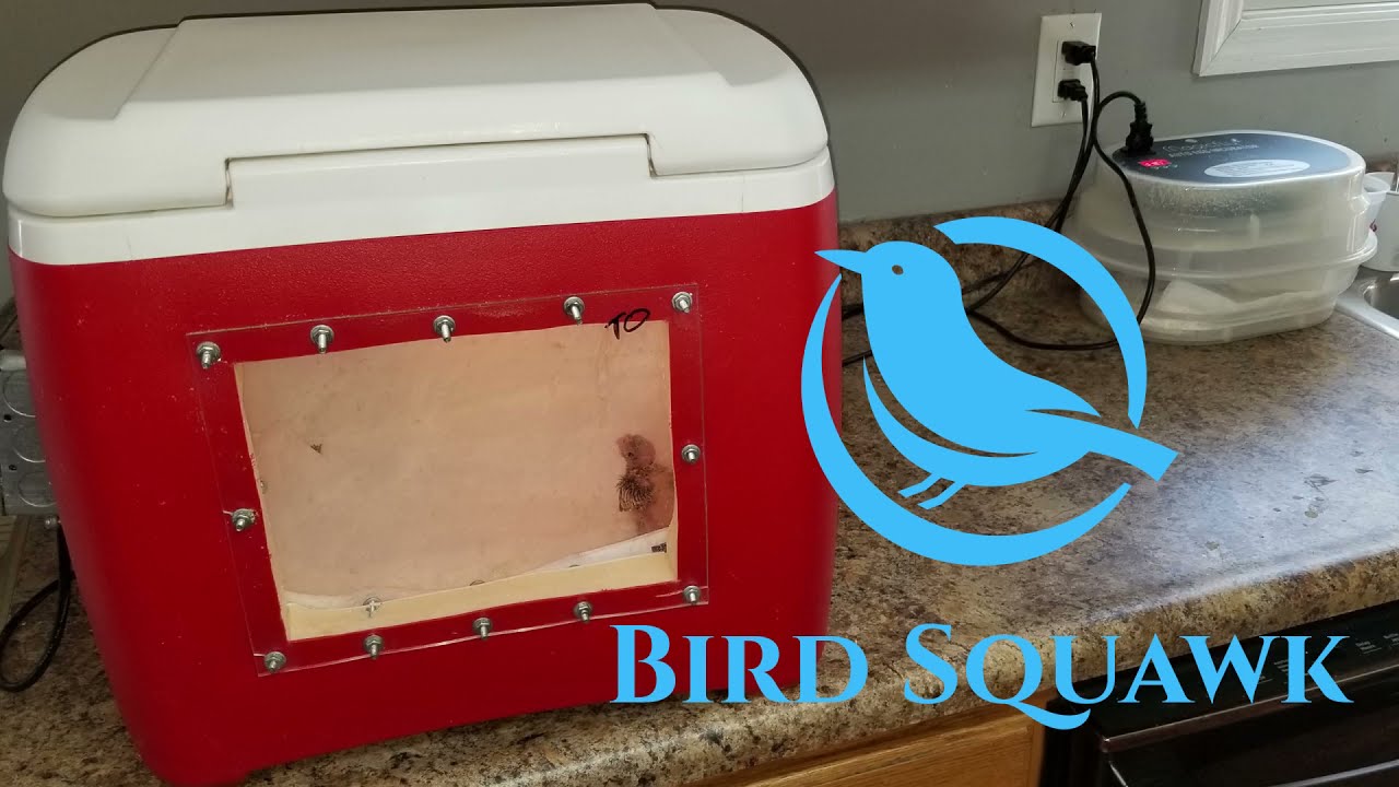 Check Out These Brooders for Baby Birds. Update On Splay leg Baby Cockatiel!