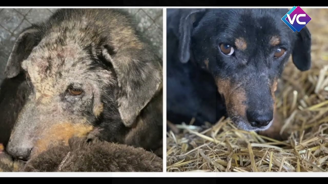 Spendenaktion — Rollstühle für  Bedürftigen sowie Tierfutter für  Tierheim in Südukraine (02/2024)