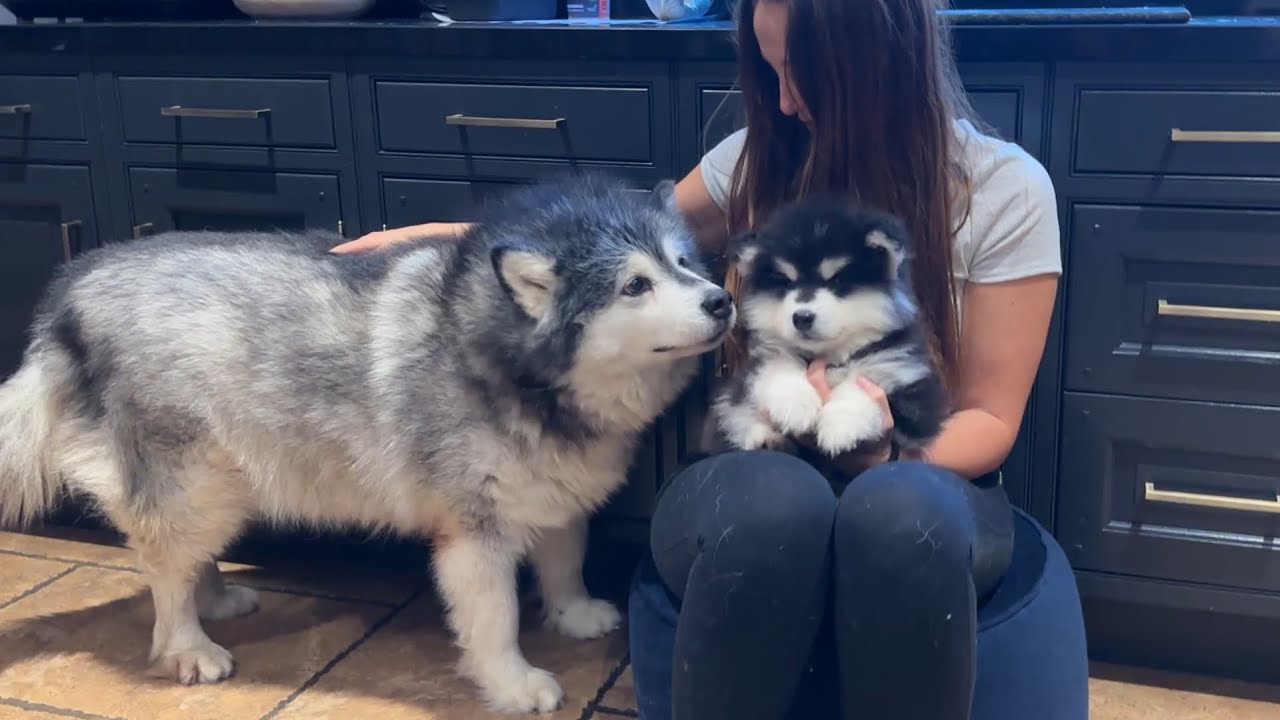 Malamute Meets New Puppy For The First Time! (Cutest Ever!!)