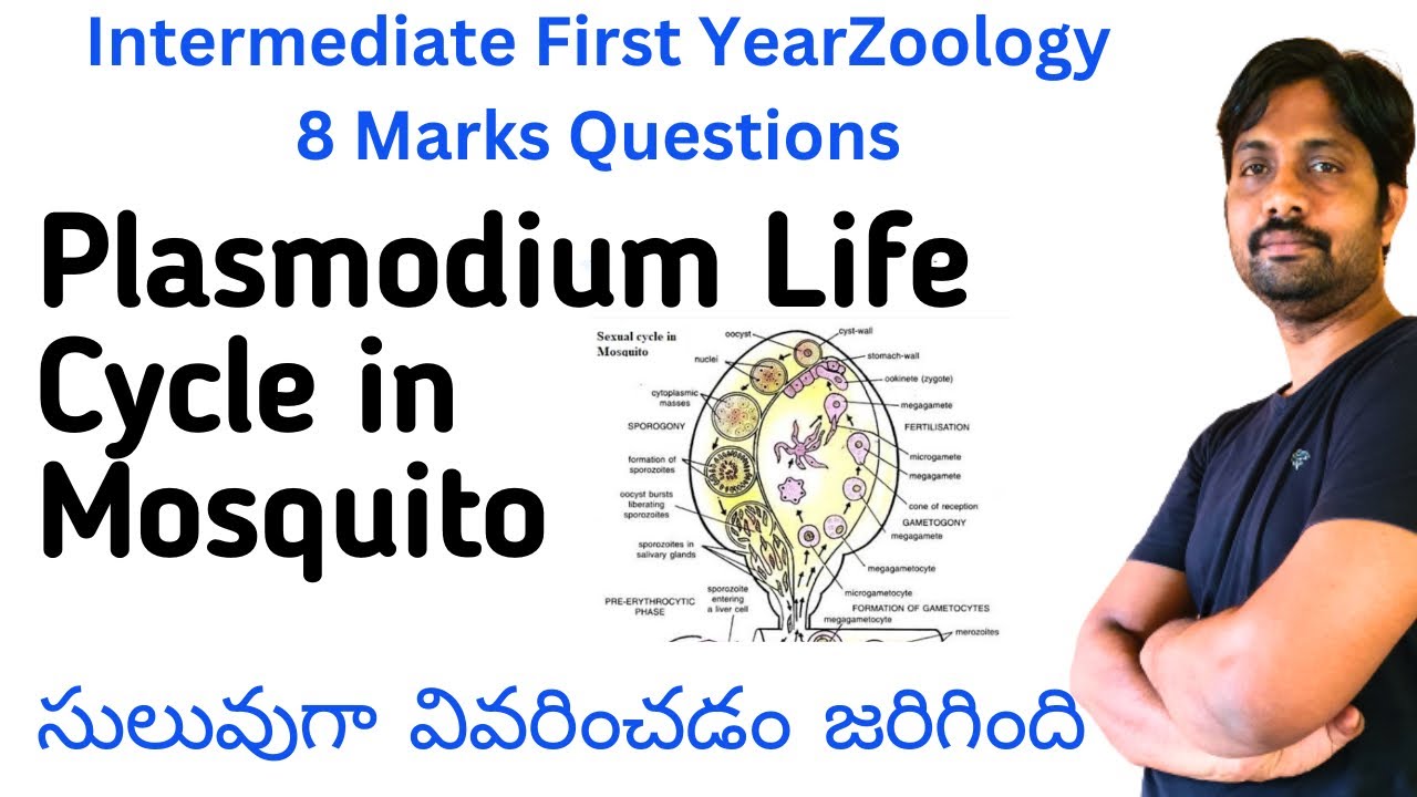 Plasmodium vivax Life Cycle in Mosquito Explained in Easyway || Inter Zoology 8 Marks Questions