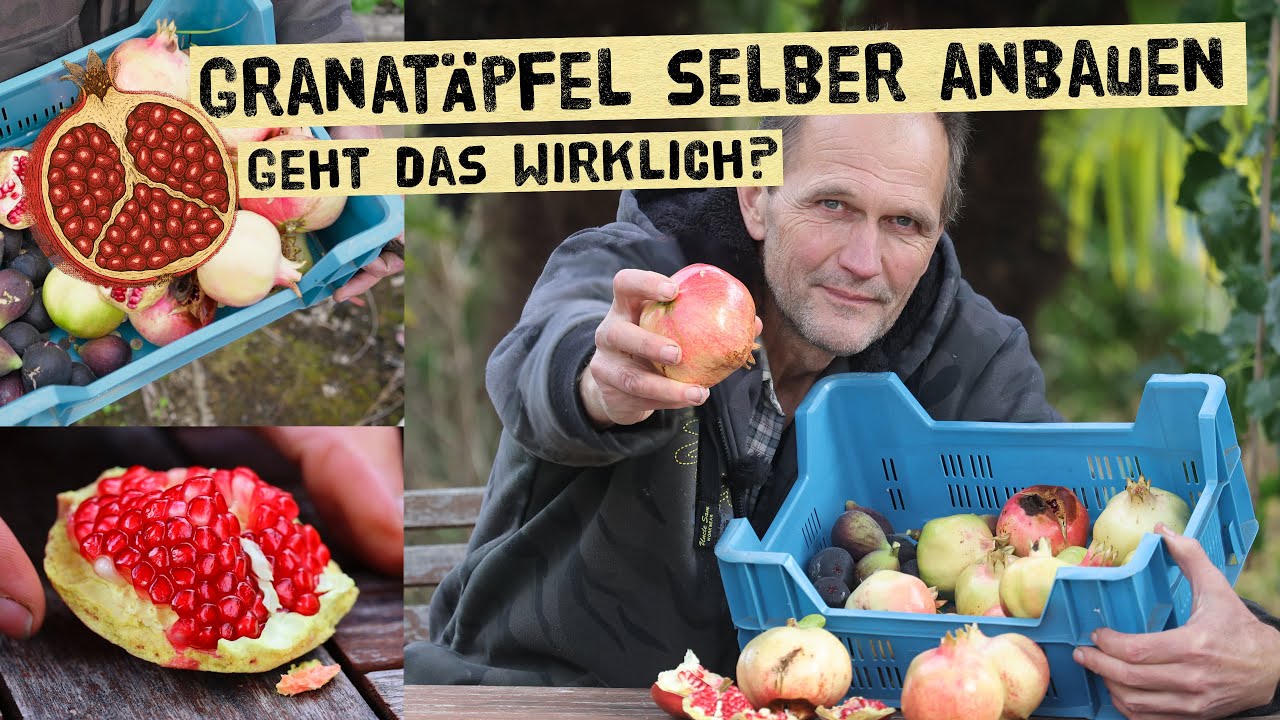 Granatäpfel in Deutschland anbauen & ernten – so geht’s!