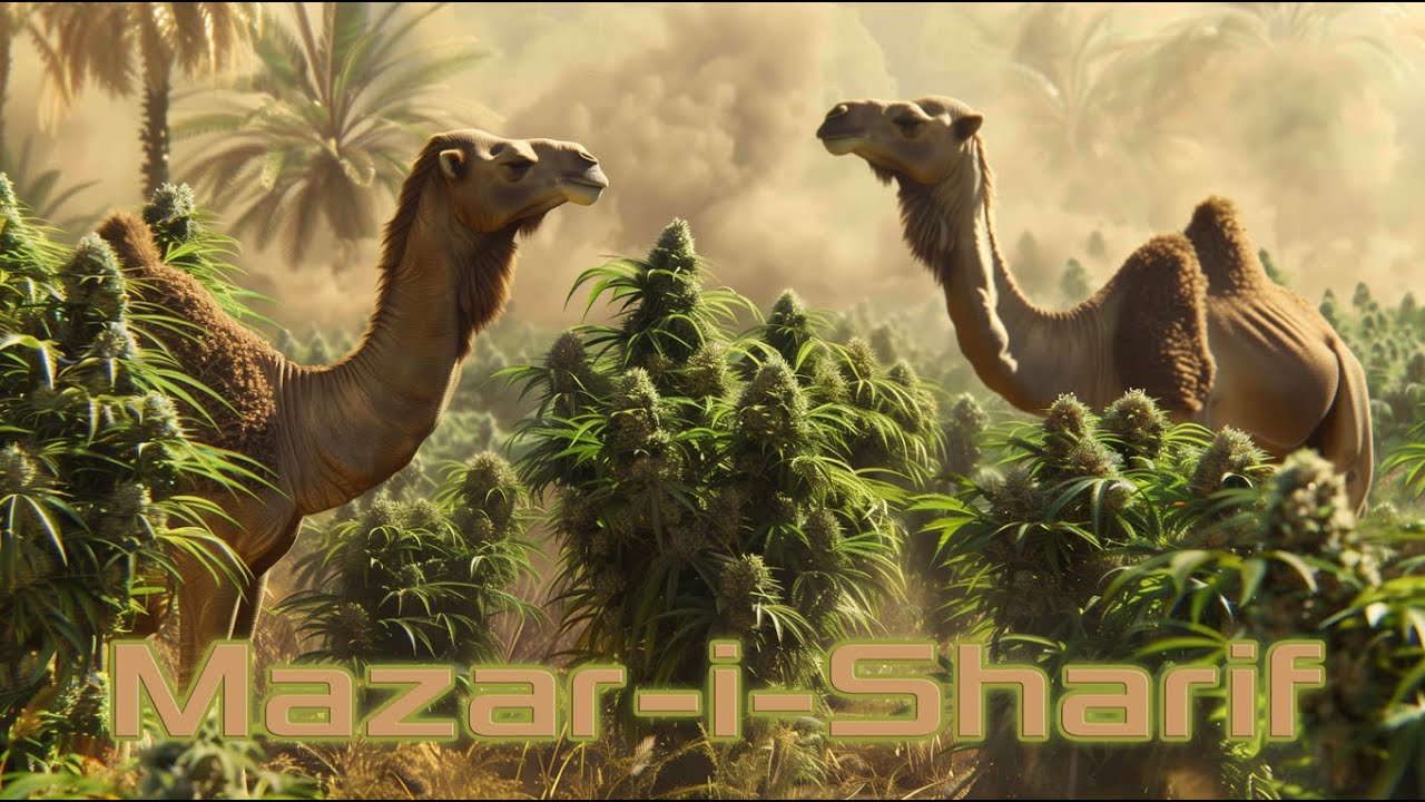 Mazar-i-Sharif - Cannabis, and the world famous Hashish #cannabiseducation  #cannabisdaily #thc