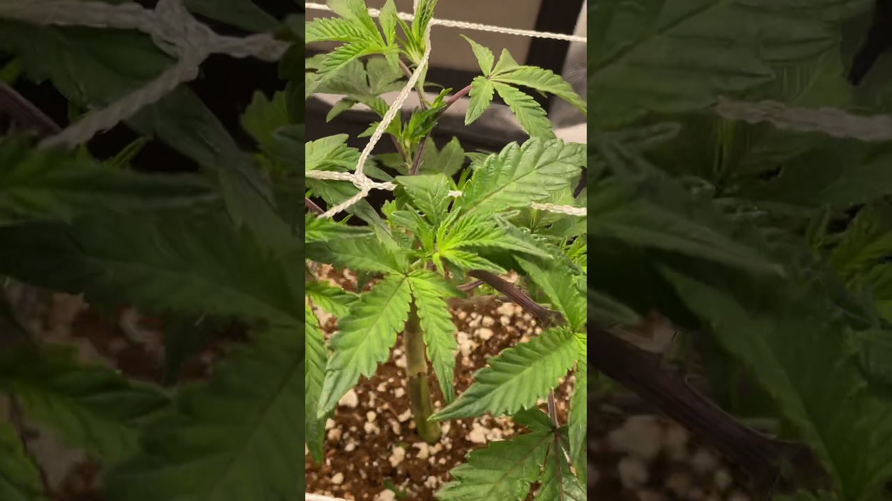 3x2 Tent Clone Grow Using Mars Hydro Sp150 Ep2