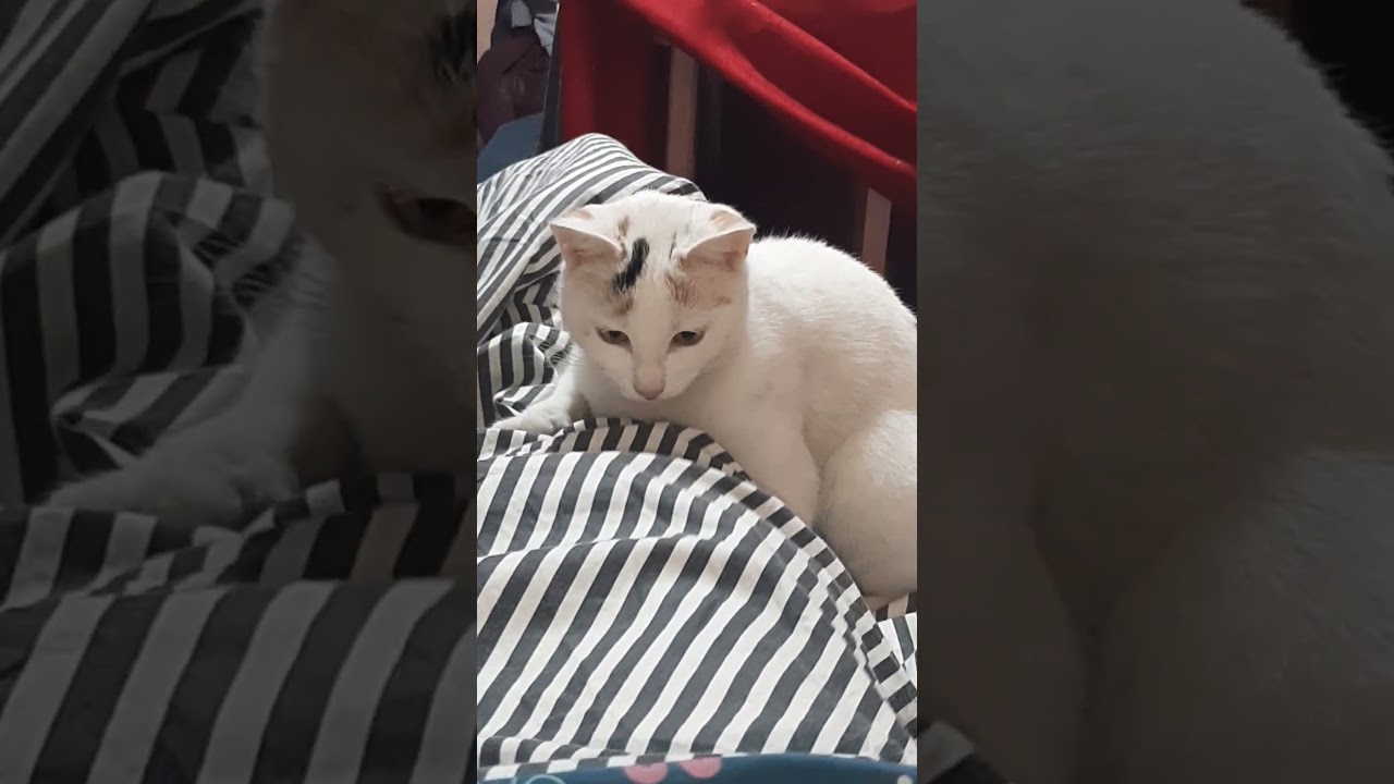 Лавкачка! #кисуля #cat #выгодноехозяйство #красиваякошка #киска #февраль