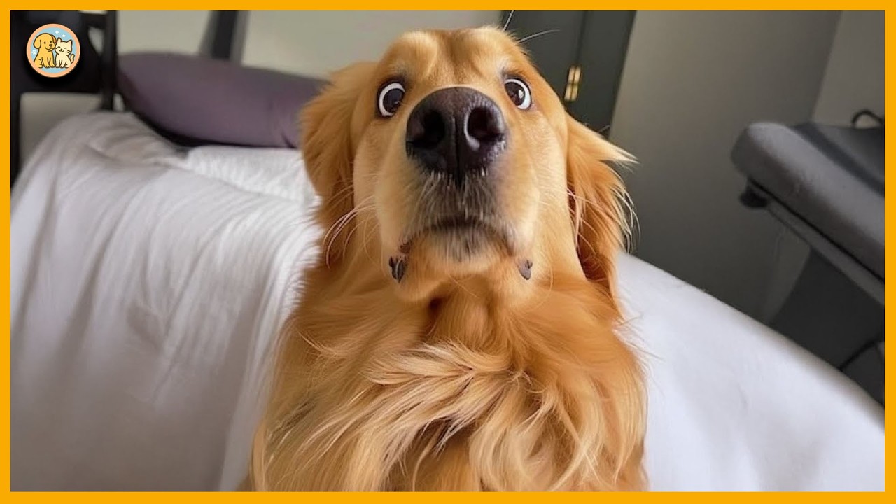 The Funniest Golden Retrievers in the World, They'll Make You Laugh Until Your Stomach Hurts
