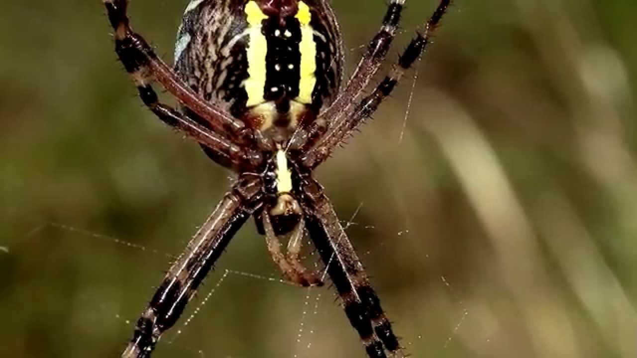 Como caza la araña de un jardín y otras cosas.