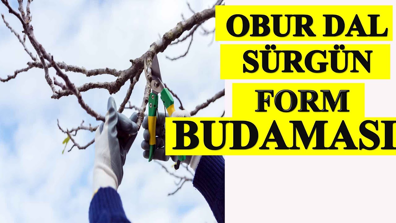 HERKES BU BUDAMAYI YAPABİLİR - ERİK BUDAMA