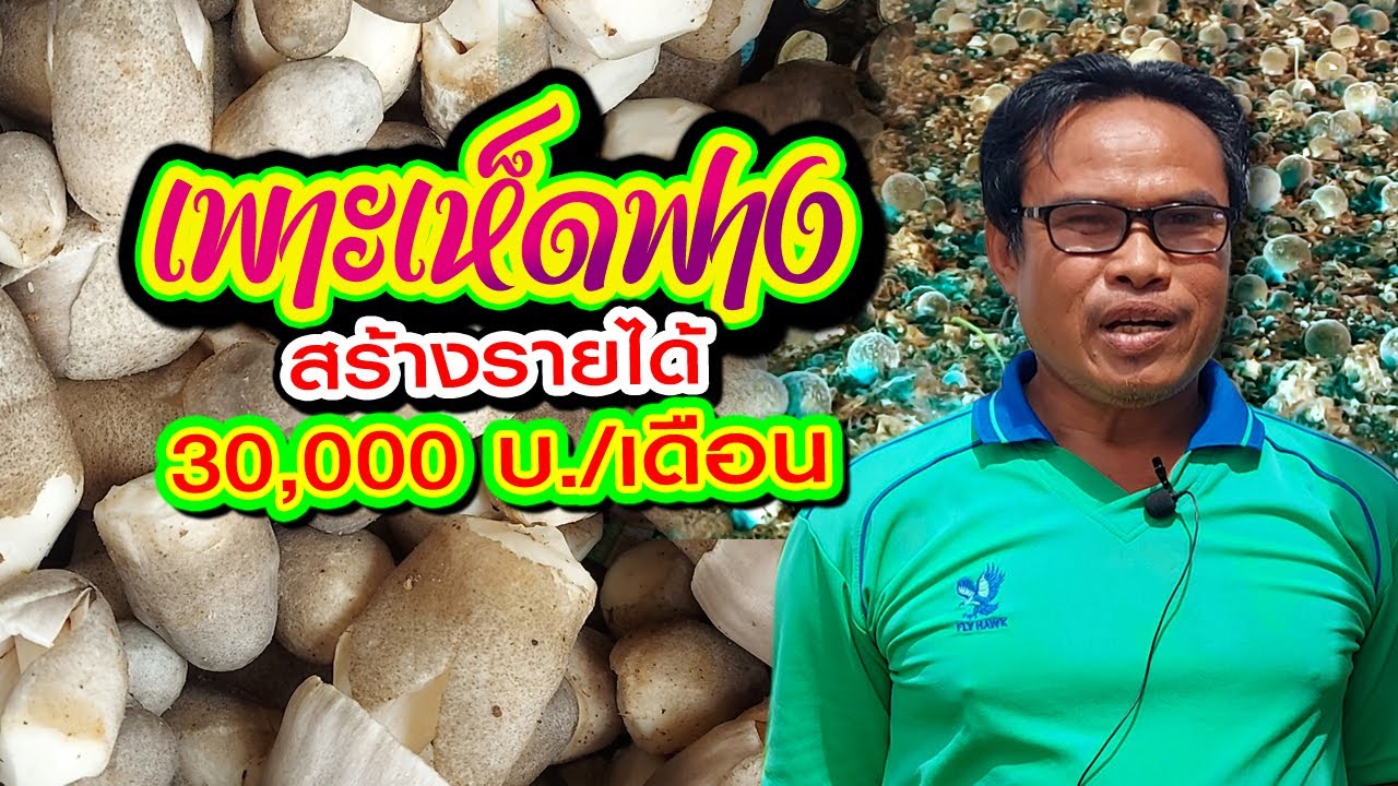 เพาะเห็ดฟาง สร้างรายได้ 30,000 บาท/เดือน