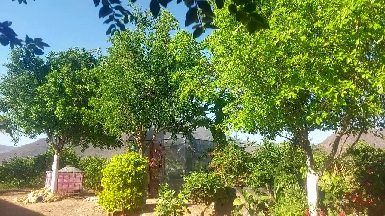 Árboles de sombra | Árbol laurel de la India y Ficus Benjamina, Todo sobre ellos conócelos.