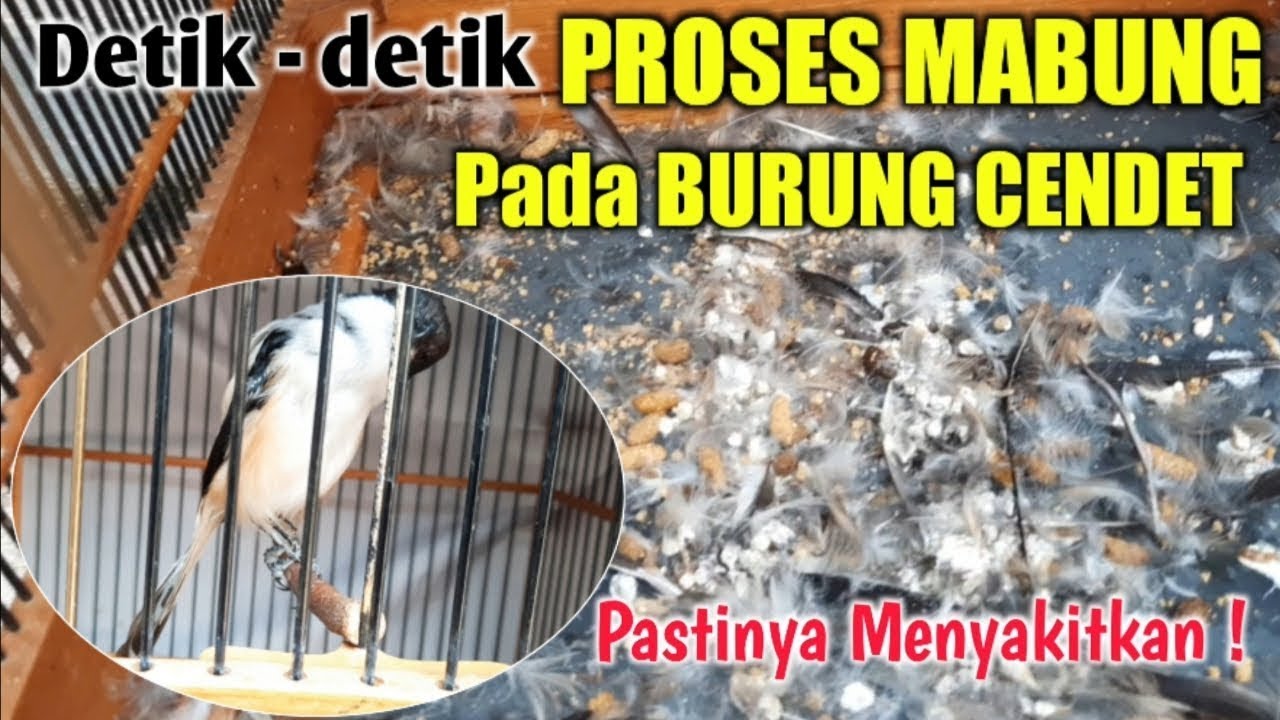 INILAH PROSES MABUNG PADA BURUNG CENDET
