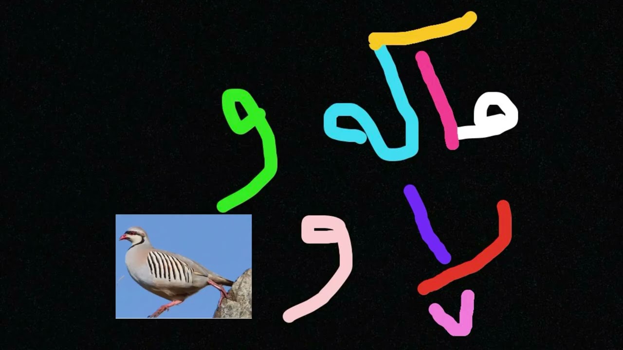 ماکەوی ڕاو (باشترین سەوتی ماکەو بۆ ڕاو)