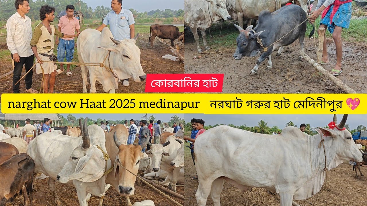 narghat cow Haat 2025 medinapur 🔥নরঘাট গরুর হাট মেদিনীপুর 💖kolkata cow 2025😍#shortvideo #animals#cow