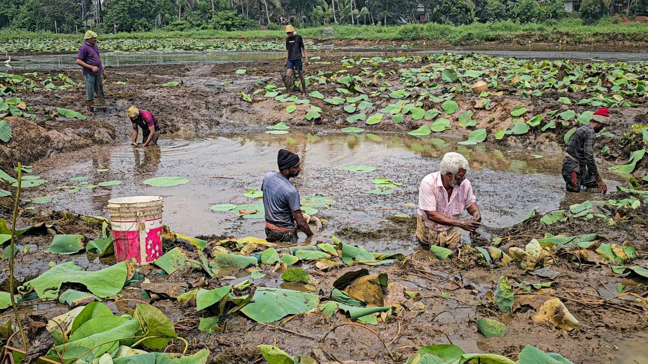 അരക്കൊപ്പം ചെളിയിൽ തപ്പി മീൻപിടുത്തം കിട്ടിയതെല്ലാം ഭീമന്മാർ 😱 Village Mud Fishing