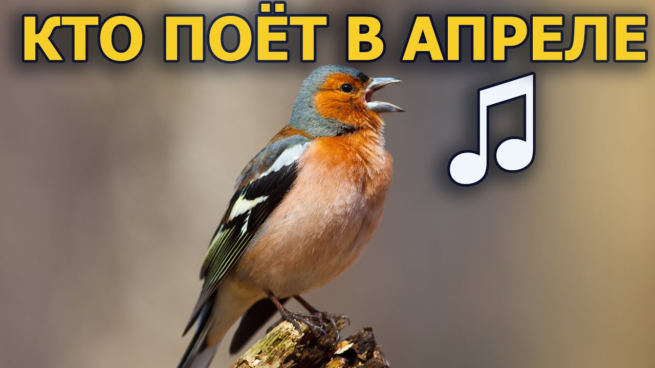 Голоса птиц апрельской урёмы //Берёзовый сок: День #4// #ГолосаПтиц 6