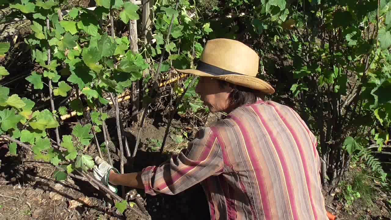 La potatura di ribes rosso e nero
