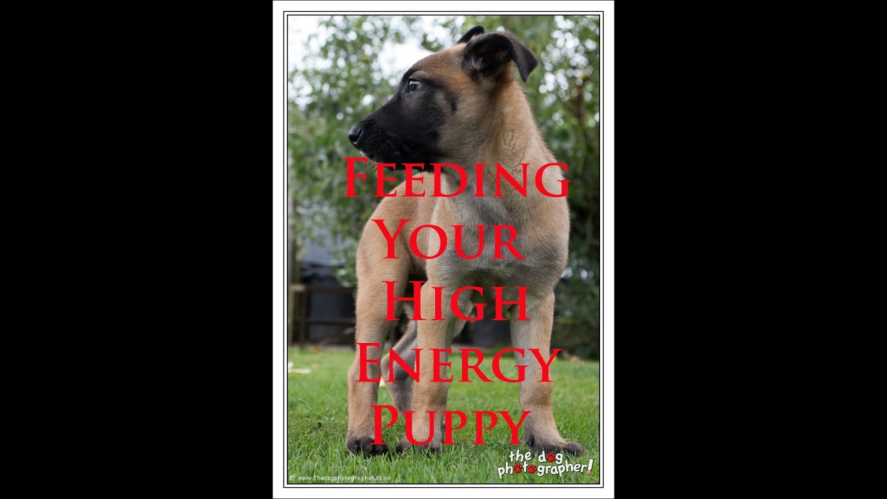 How To Feed Your High Energy Puppy