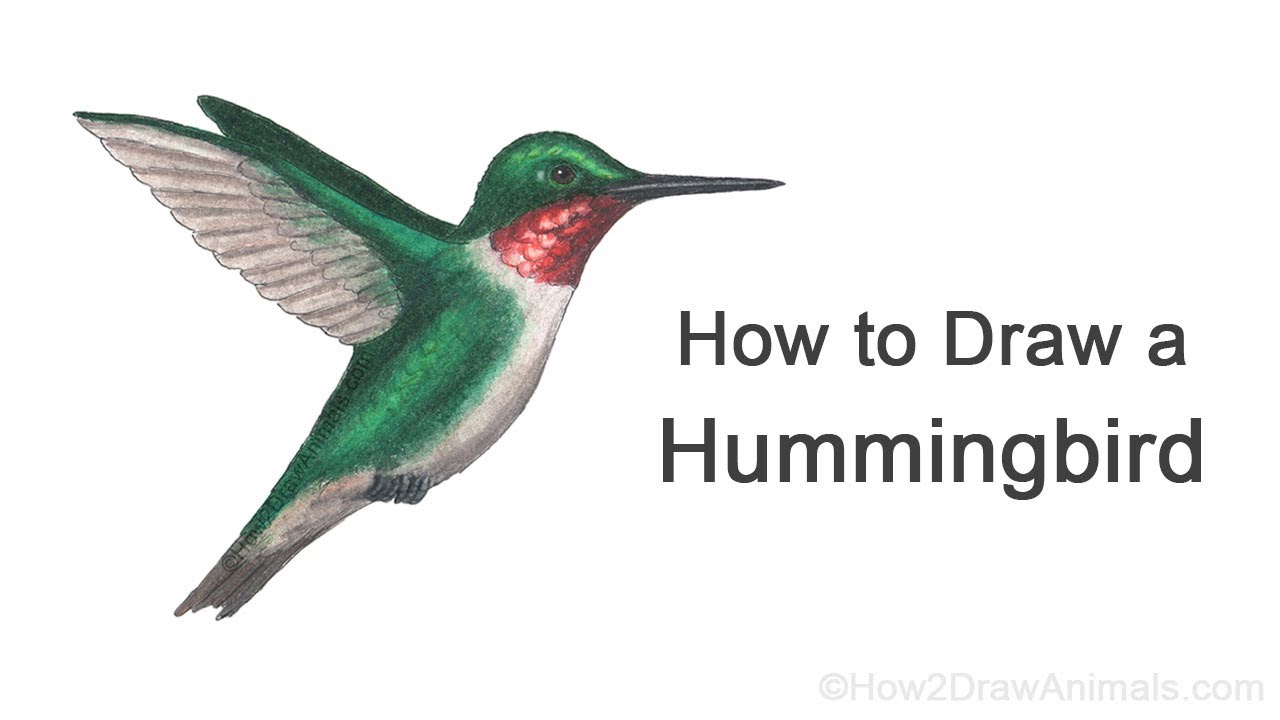 How to Draw a Hummingbird (Ruby-Throated)