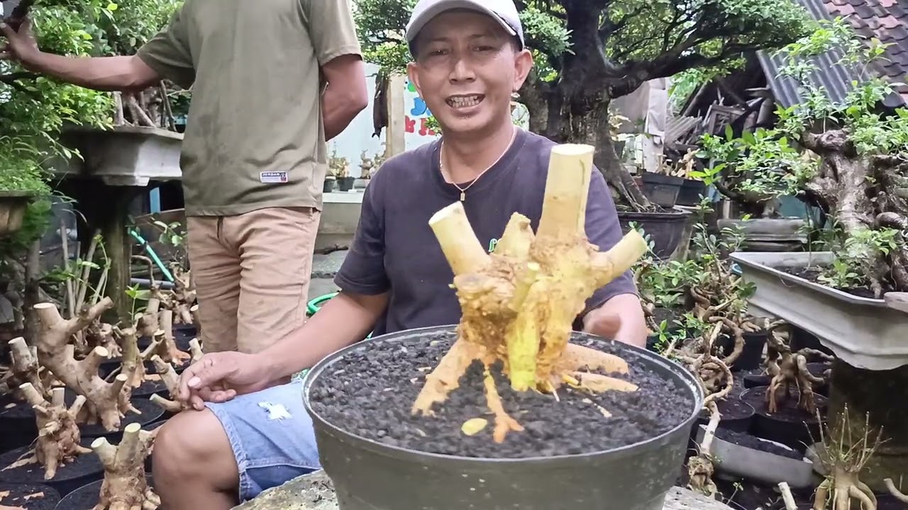 EDISI BAHAN PROSPEK MASA DEPAN CERAH 👍085334527859 #BONSAI #hobybonsai 