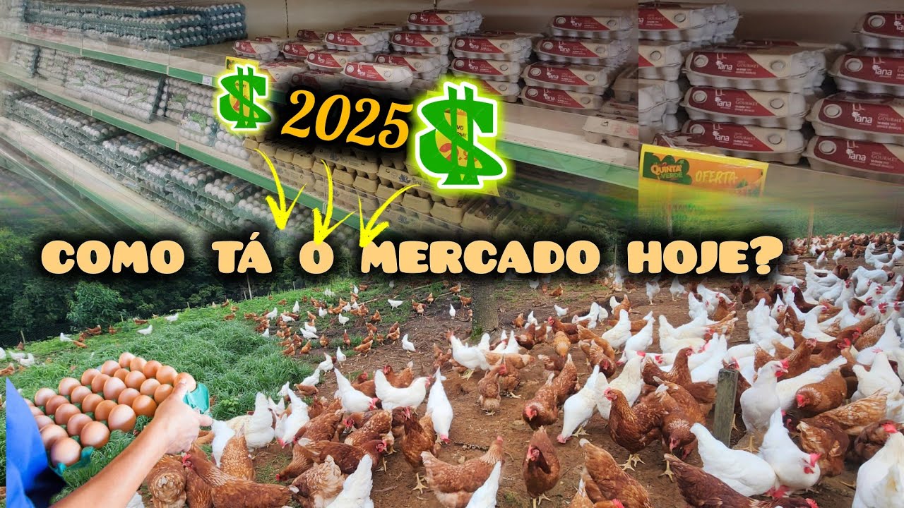 Se você está planejando iniciar uma criação de galinhas em 2025, esse vídeo é para você! 🐓🐓💰💰💲